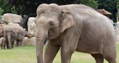 В зоопарке Вашингтона умерла Шанти — самая изученная слониха в мире
