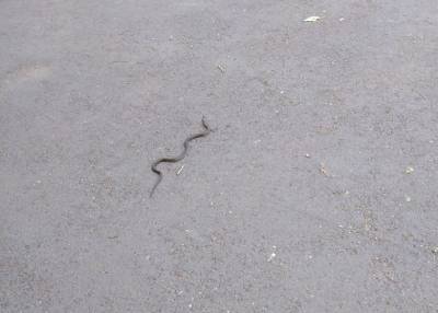 В кемеровском парке сняли на видео змею