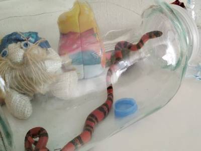 В Уфе в квартиру семьи с ребёнком заползла экзотическая змея