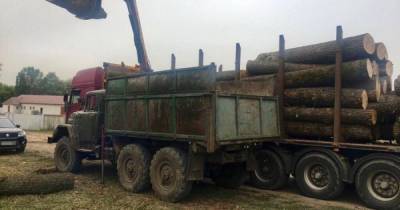 Украли леса на 3 миллиона: двух закарпатских чиновников будут судить за незаконную вырубку
