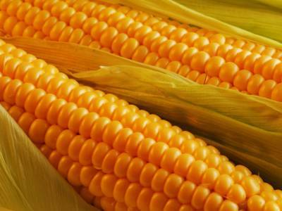 Это рекорд: в столичных супермаркетах кочан кукурузы продают за 34 гривны