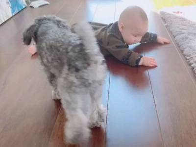 Собака учила младенца ползать: в Сети хохочут над забавным видео