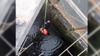 В Петербурге спасли провалившихся в водослив птенцов лысухи