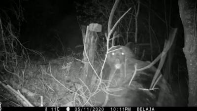 В ЕАО два медведя подрались перед фотоловушкой на тропе тигров