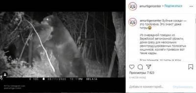 Фотоловушка поймала ожесточенную драку двух медведей на российско-китайской границе
