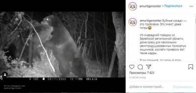 Драка двух медведей на границе России с Китаем попала на видео