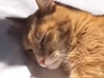 Хозяин спел колыбельную песню своему коту: опубликовано трогательное видео