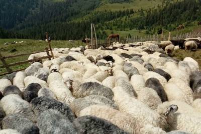 Россельхознадзор на год запретил вывоз кавказской баранины в другие субъекты РФ