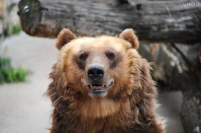 Драка медведей из России и КНДР попала на видео
