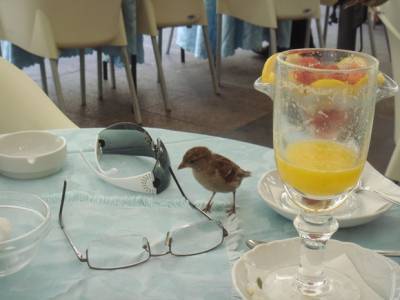 Недовольные открывшимися летними кафе петербуржцы предлагают покашливать, проходя мимо столиков