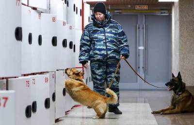 В МВД рассказали о недостатках в работе единственного в России полицейского корги