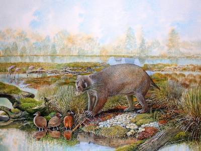 Вомбат размером с медведя жил 25 миллионов лет назад в Австралии - polit.ru - США - Австралия - штат Южная