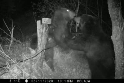 Российский и китайский медведи подрались на тигриной тропе и сломали фотоловушку