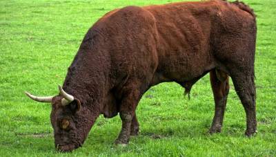 В Самарской области появился бык-убийца