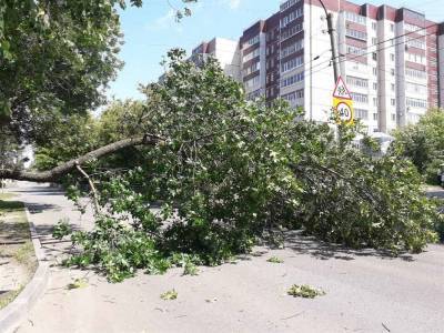 Аварийные деревья угрожают жизни и здоровью ульяновцев