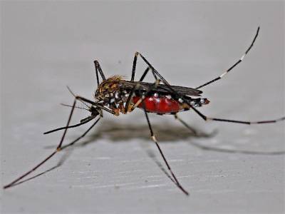 Ученый предупредил об агрессивных из-за самоизоляции комарах