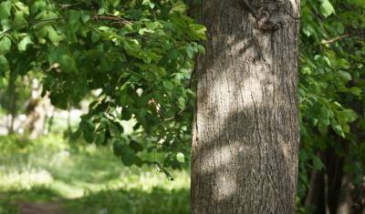 Экологи рассказали тюменцам, что делать с разросшимися деревьями