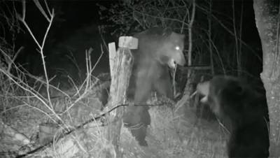 Медведи подрались на границе России и Китая