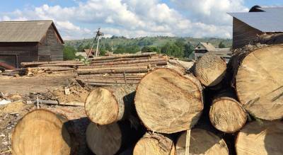 ГБР разоблачило топ-чиновников на вырубке леса: "миллионные убытки", что ждет нарушителей
