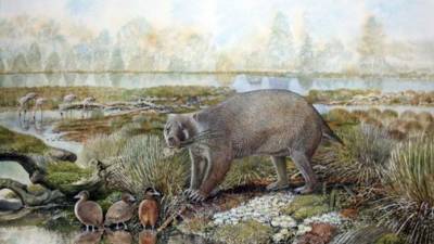 В Австралии нашли останки древних 150-килограммовых вомбатов