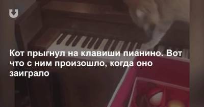 Кот прыгнул на клавиши пианино. Вот что с ним произошло, когда оно заиграло