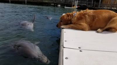 Пес и дельфин прославились в сети после случайной фотографии