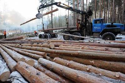 Россия ужесточила правила экспорта древесины