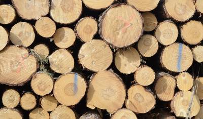 Россия ужесточила правила экспорта древесины и лесоматериалов