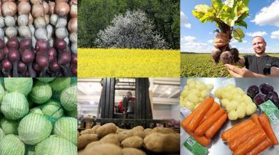 "З ГОНАРАМ У СЭРЦЫ": в Беларуси выращивают все овощи, которым подходит наш климат