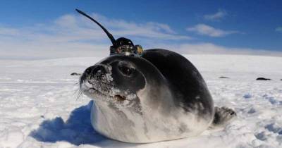 Тюлени «сработались» с учеными и обнаружили скрытые океанские течения