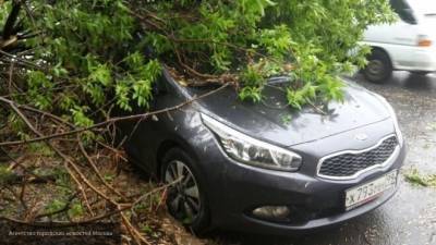 Сильный ветер повалил деревья на автомобили и палатки отдыхающих в Нижегородской области