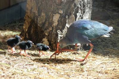 Птенцы появились у султанки и детеныш у семейства паков в нижегородском зоопарке