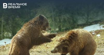 На границе России и Китая подрались два медведя