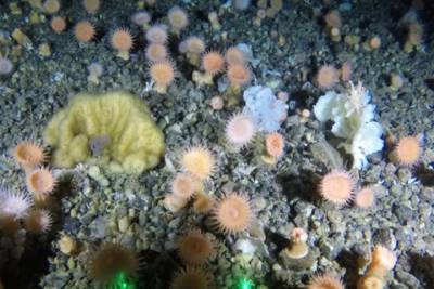 Глубинный «коралловый сад» обнаружили у берегов Гренландии
