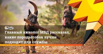 Главный кинолог МВД рассказал, какие породы собак лучше подходят для службы