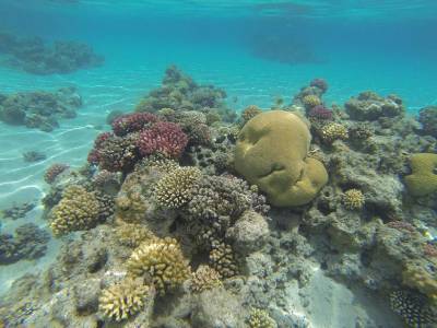У берегов Гренландии нашли подводный мягкий «коралловый сад»