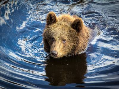 В США на реке люди освободили медведя, застрявшего в банке