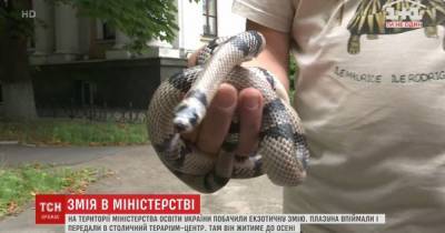Возле Минобразования нашли змею, которая не водится в Украине