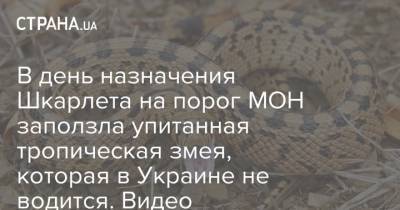 В день назначения Шкарлета на порог МОН заползла упитанная тропическая змея, которая в Украине не водится. Видео