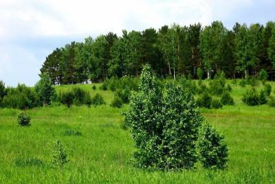 Тепло и дожди: рассказываем о погоде в Красноярске на июль