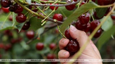 Пункт сортировки и переработки ягод откроют 3 июля в Пинском районе