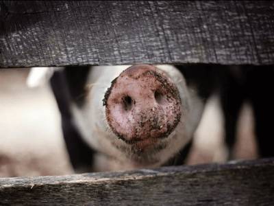 Новый штамм свиного гриппа обнаружили в Китае