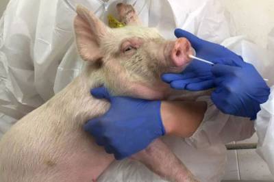 В Китае забили тривогу из-за нового вида свиного гриппа