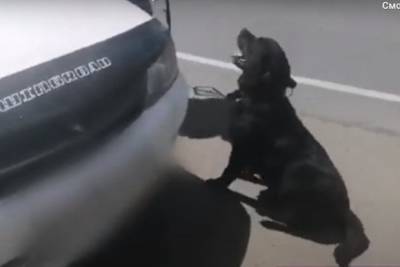 Служебная собака Ника нашла коноплю в фаре машины 31-летнего забайкальца