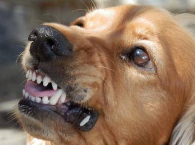 В Новосибирской области суд вынес приговор хозяйке пса, который на смерть загрыз ребенка
