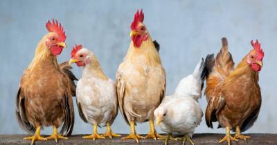 Откуда появились курицы? Ученые узнали, когда и где одомашнили птицу