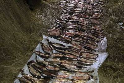 На Кубани браконьер сядет в тюрьму за незаконную ловлю рыбы