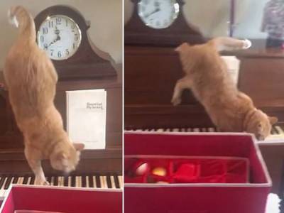 Кошачий вальс: Падение кота на пианино развеселило Сеть
