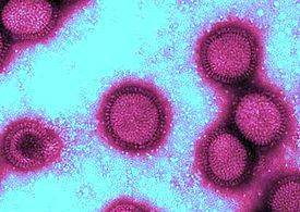 В Китае обнаружили потенциально опасный штамм свиного гриппа