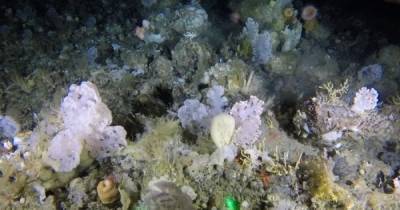 У берегов Гренландии на глубине обнаружили огромный коралловый сад